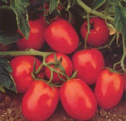 Tomate Chibli F1