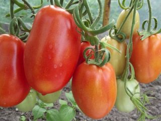 Tomato Gulliver: recenzie, fotografie, výnos