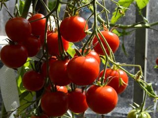 Rezident Tomato Summer: recenzie, fotografie, výnos