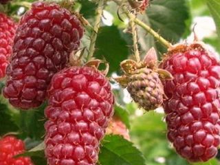 Raspberry Red Guard