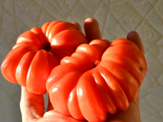 Tomato Japanese crab: reviews, photos, yield