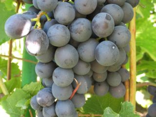 Uvas Amur: foto, plantación y cuidado.