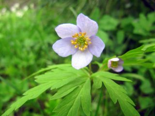 Anemonă de stejar: fotografie, plantare și îngrijire