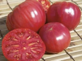 Tomato Torbay F1: characteristics and description of the variety