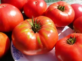 Tomato Pride of Siberia: reviews + photos