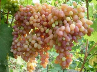 Uvas Tason
