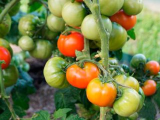 Tomate Betta: opiniones, fotos, rendimiento.