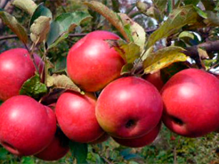 Appelboom Zavetnoje