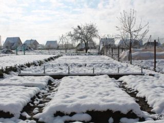 Cómo plantar cebollas en nabos antes del invierno.