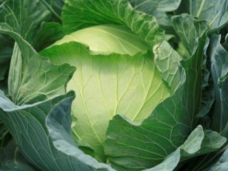 Cabbage Valentine