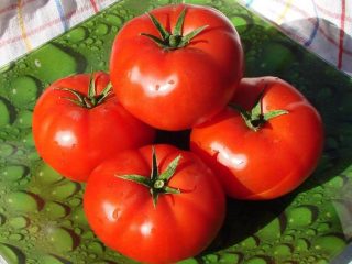 Tomato Bobcat F1: description, photos, reviews