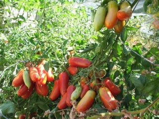 Tomato French bunch: characteristics and description of the variety
