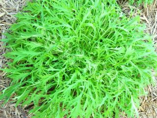 Mizuna cabbage: photo, description