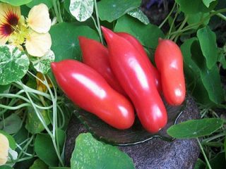Tomato Lady fingers: reviews, photos