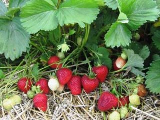 Strawberi Florence