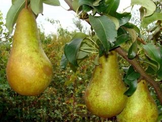 مؤتمر الكمثرى