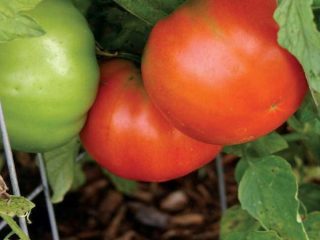 Tomato Khlebosolny: reviews, photos