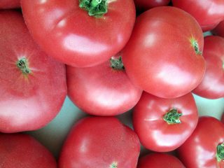 Tomato Pink líca: recenzie, fotografie