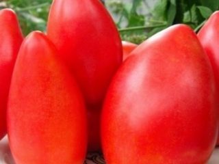 Tomato Dimensionless: recenzie + fotografie