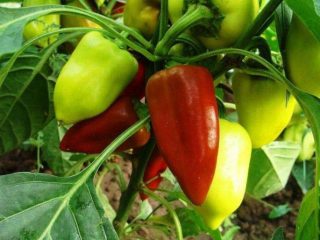 Pepper Swallow: reviews, photos