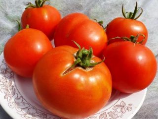 Tomato Labrador: recenzie + fotky