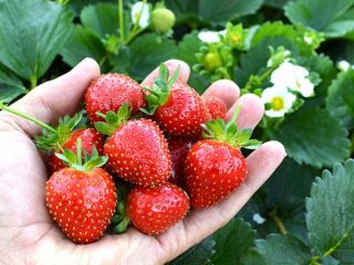 Strawberi Evis Delight