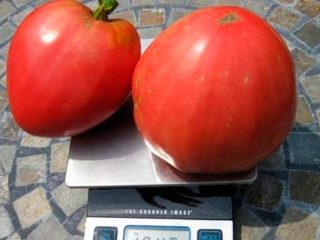Tomato Sensei: recenzie, fotografie