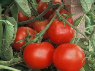 Tomato Explosion: charakteristika a opis odrody