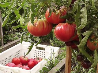 Tomato Pink Elephant: charakteristika a opis odrody