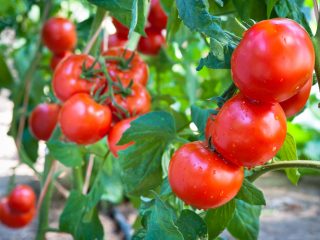 Tomato Red red F1: recenzie, fotografie