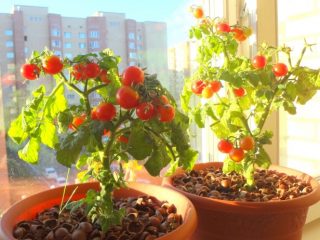 Tomates Milagro del balcón: cuidado en casa.