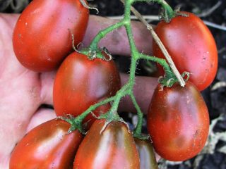 Tomate Black Moor: opiniones, fotos, rendimiento.