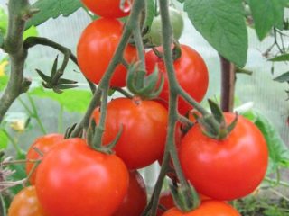 Tomato Leopold F1: recenzie, fotografie, výnos