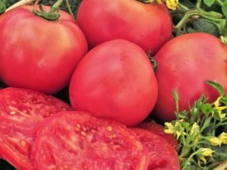 Tomate Pink Giant: características y descripción de la variedad.