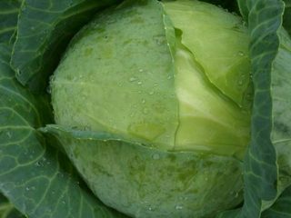 Belorusskaya cabbage 455, 85