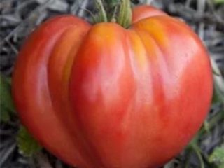 Tomate Milagro de la Tierra: descripción de la variedad, fotos, reseñas.