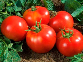 Tomato Yamal 200: recenzie, fotografie