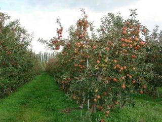 Variedades semienanas de manzanos para la región de Moscú.