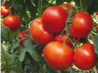 Tomato Panekra F1