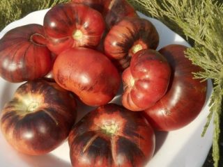 Tomato Pink Siberian Tiger