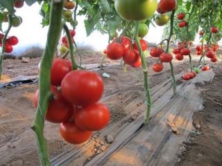 Gravedad del tomate F1