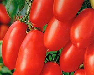 Tomato Chibis: reviews, photos