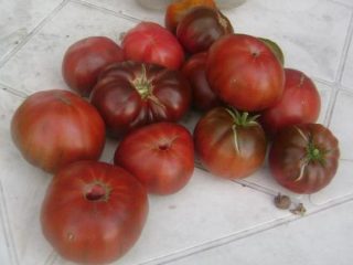 Tomato Watermelon: photo reviews