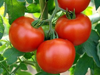 Tomato Dar Zavolzhya: description, photos, reviews