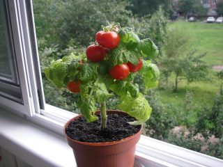 Tomatenbonsai: kenmerken en beschrijving van het ras