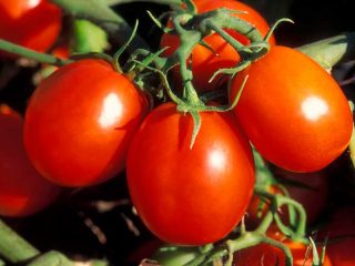 Tomato De Barao: characteristics and description of the variety