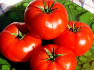 Tomato President 2 F1