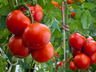Tomato Aphrodite F1: recenzie, popis, fotografie