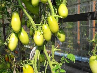 Tomato Moscow delicacy: reviews, photos, yield