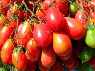 Tomatoes Chio Chio San: photos, reviews